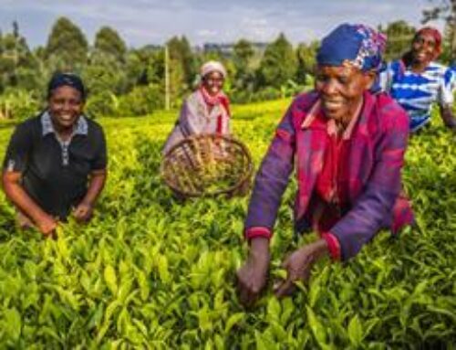 Lipton Teas & Infusions to co-fund ‘world first’ tea academy in Kenya